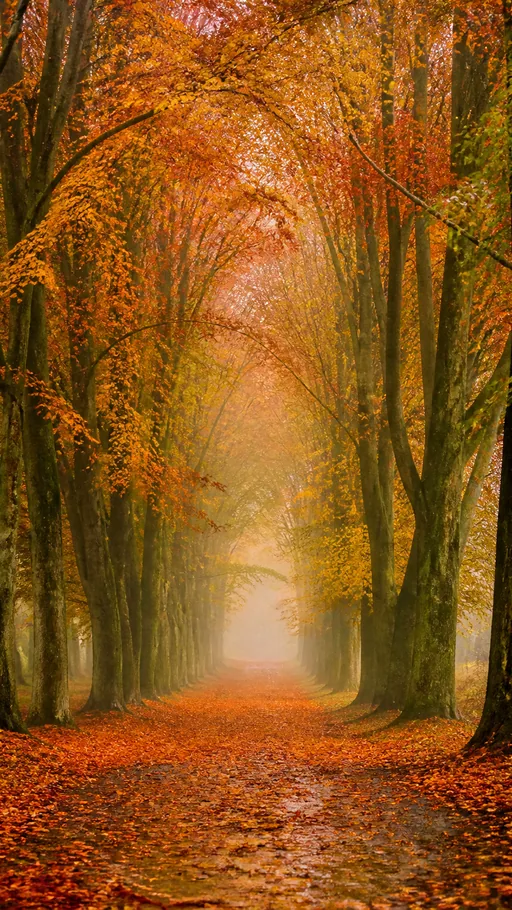 Tall Maple-lined Path Glowing — Seasons & Weather wallpaper