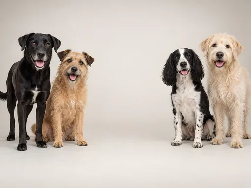 Mixed-Breed Studio Group — Pets wallpaper